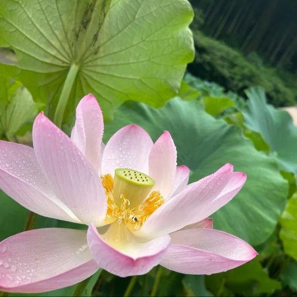 お礼♡