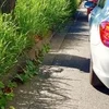 シフトチェンジのサムネイル