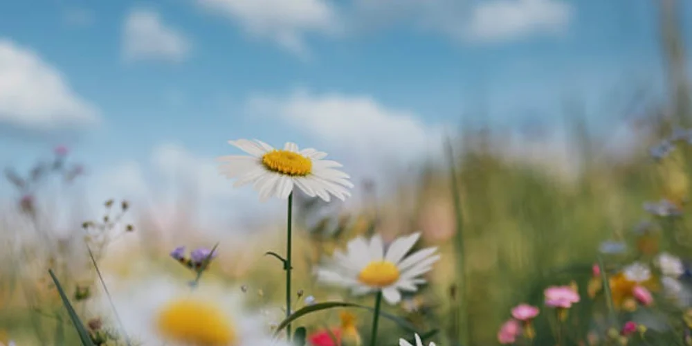 Daisy