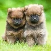 ✨セラピスト大募集✨のサムネイル