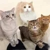 お問い合わせ多数！！✨セラピスト様大募集✨のサムネイル