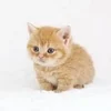 セラピストさん急募集！！のサムネイル