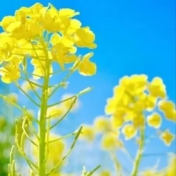 お店のコースその1