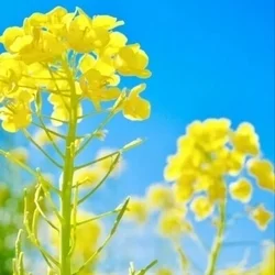 お店のコースその3