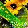 🌻向日葵🌻