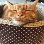 採用担当のにゃー太郎さん