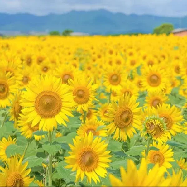 お久しぶりです