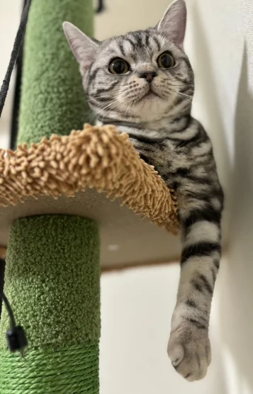 お翠