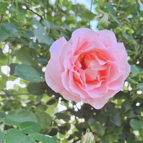 お礼💖
