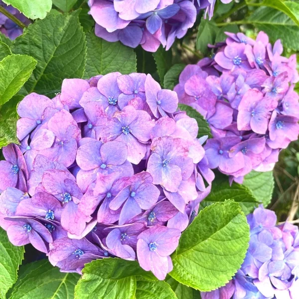 今週の出勤スケジュール