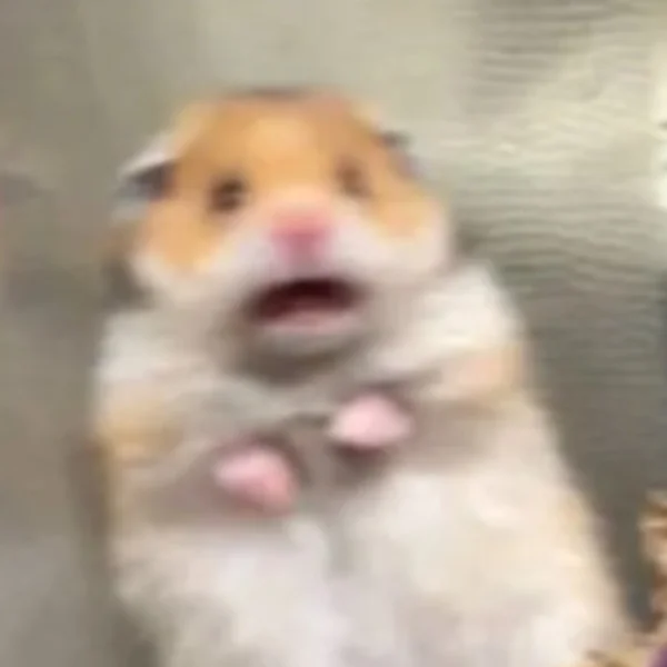 出勤🐰