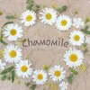 Chamomile〜カモミール〜