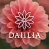 DAHLIA