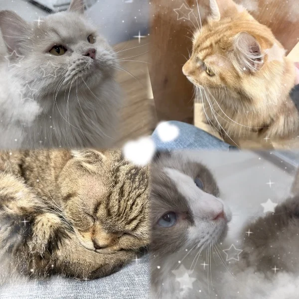 にゃんにゃん〜😸