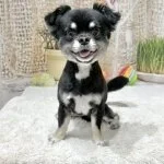 採用担当のわんこ店長さん