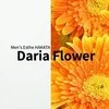 Daria Flower-ダリアフラワー-の店舗アイコン