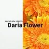 Daria Flower-ダリアフラワー-