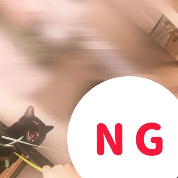 猫まみれ森高