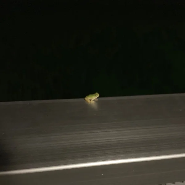 びちゃびちゃ森高
