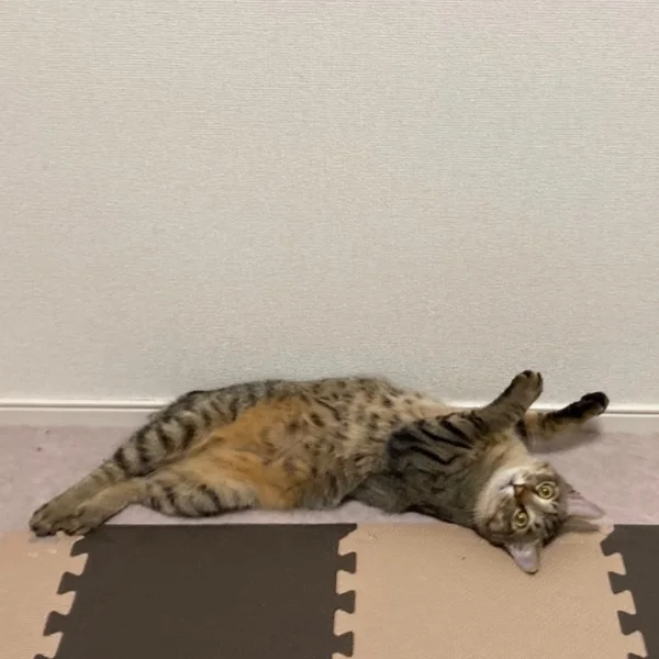 のびのび
