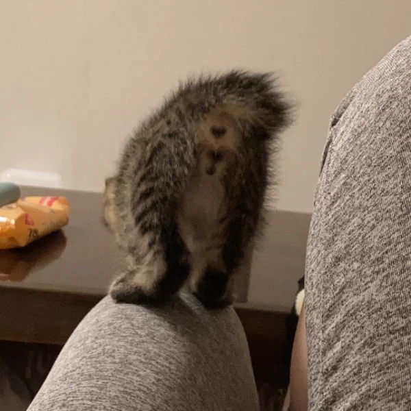 日記をさぼる森高😼