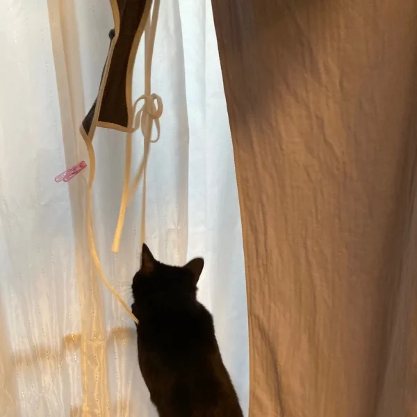 今日のねこ