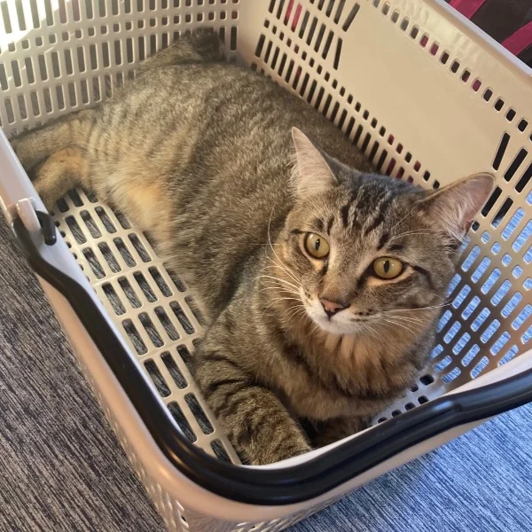 なにもしないしあわせ