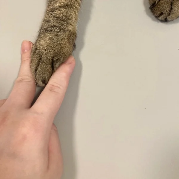 おやすみ