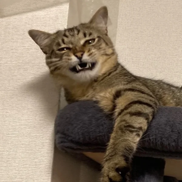 やる気元気もりたか