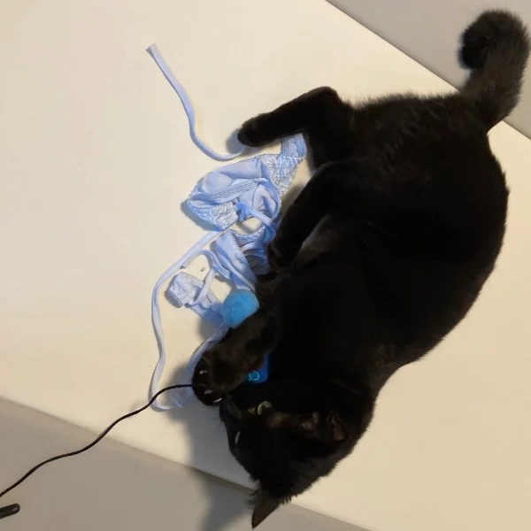 激闘〜洗濯編〜🐱🆚🤦♀️