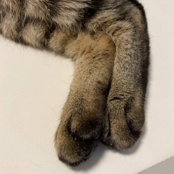 トコトコ歩いて出勤しました🐾