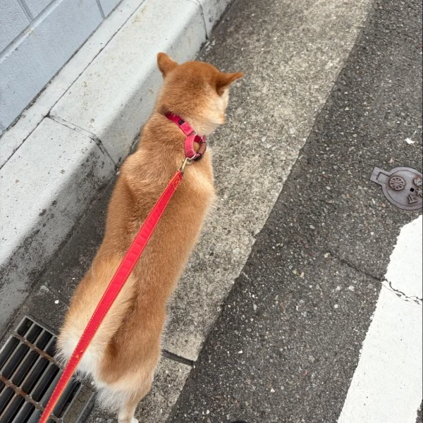 おはよう