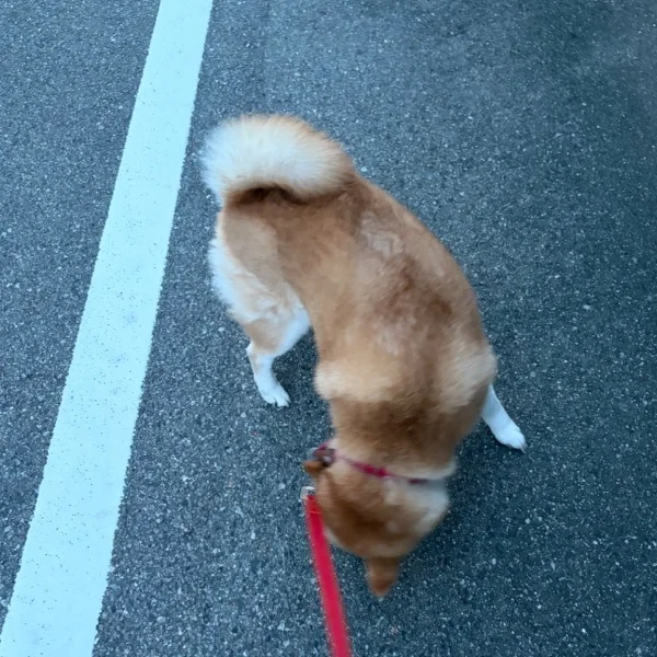 おはよう