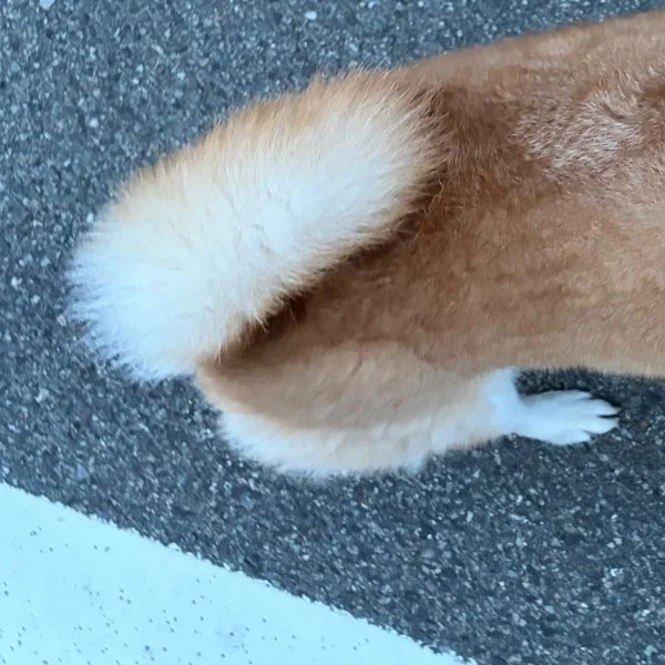 おはよう
