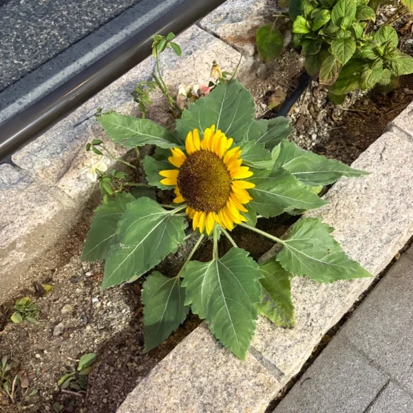 夏ーーーーっ٩(๑˃̵ᴗ˂̵๑)۶