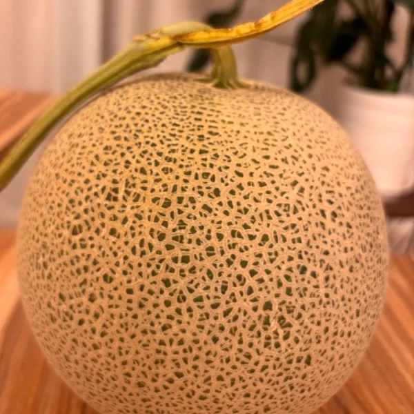 初投稿（🍈•᎑•🍈）