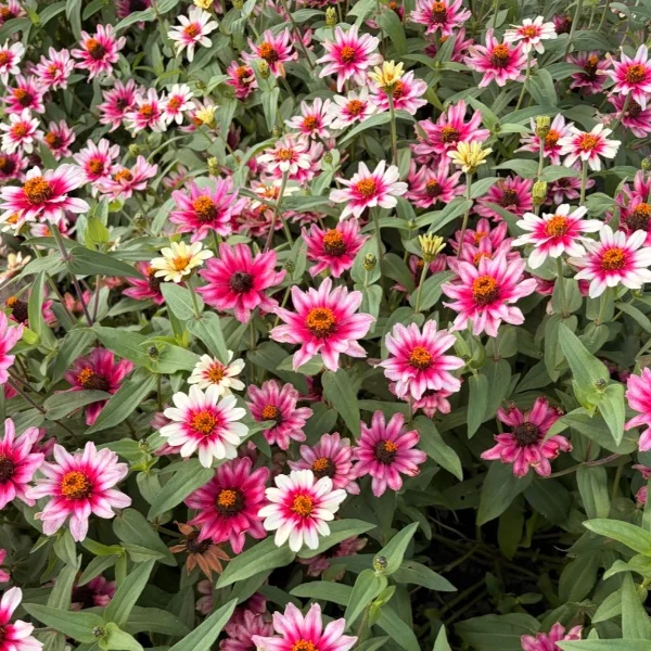 9/29