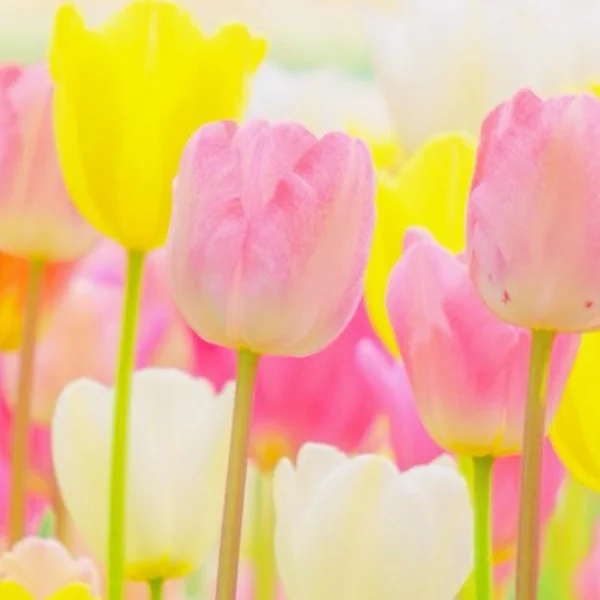 ゲリラ出勤です🌷