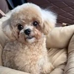 採用担当のサイトウさん