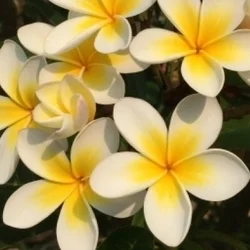 お店のコースその2