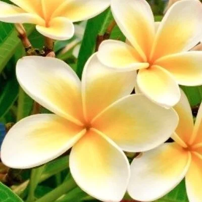 120分スタンダード