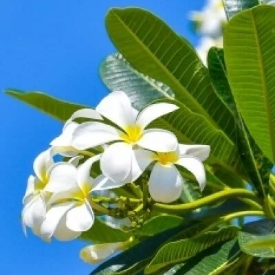 180分カイロ整体&スタンダード