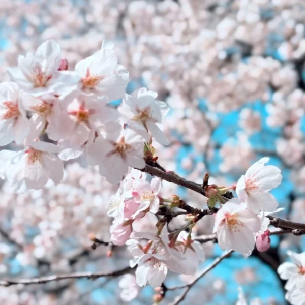 本日11:00から出勤☁️🫶🏻