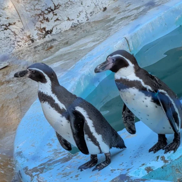 涼しげな動物ってなんだろね🤤