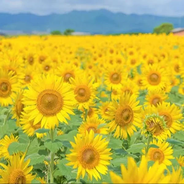 お久しぶりです