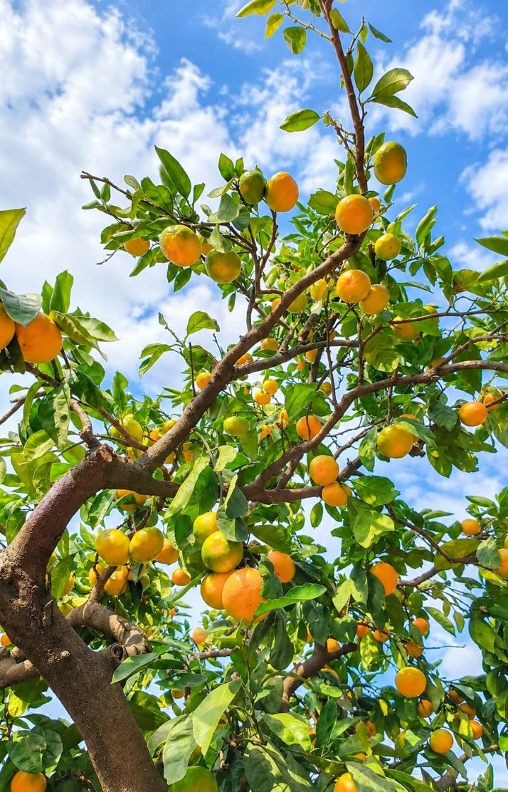 🍊秋の小さな幸せ🍁