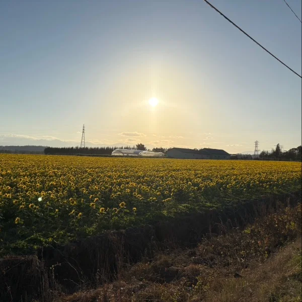 お花♡
