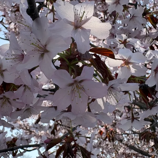 ＧＷだね🌸