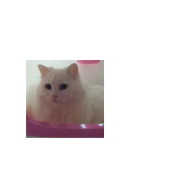 もふもふモフ子