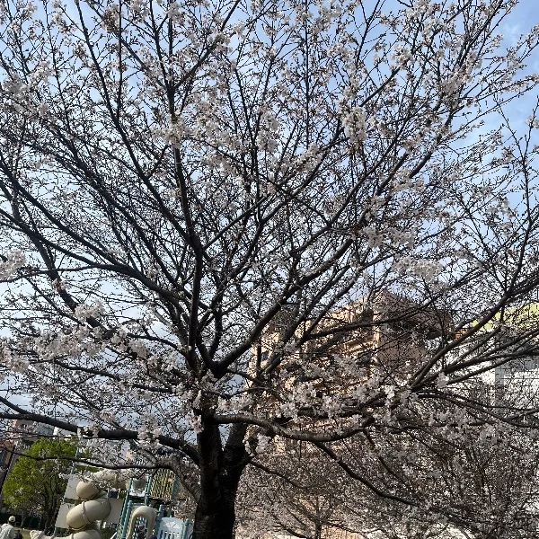 初投稿です🌸るり